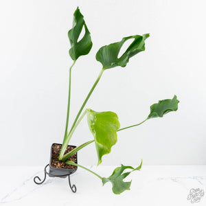 Monstera Deliciosa 'Unniiae' (wk28-UA)