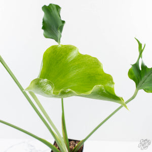 Monstera Deliciosa 'Unniiae' (wk28-UA)
