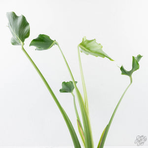 Monstera Deliciosa 'Unniiae' (wk28-UA)