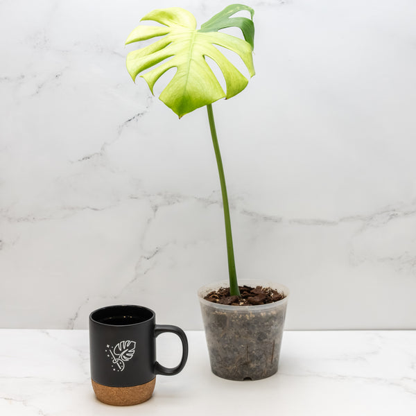 Monstera 'Blue Mint' (wk6-UP)