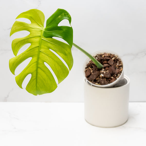 Monstera 'Blue Mint' (wk6-UP)