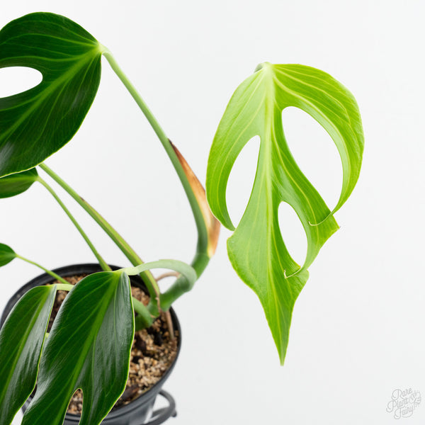 Monstera 'Burle Marx Flame' (wk9-A)