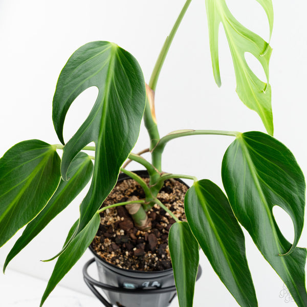 Monstera 'Burle Marx Flame' (wk9-A)