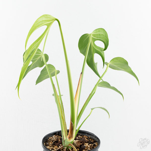 Monstera 'Burle Marx Flame' (wk9-A)