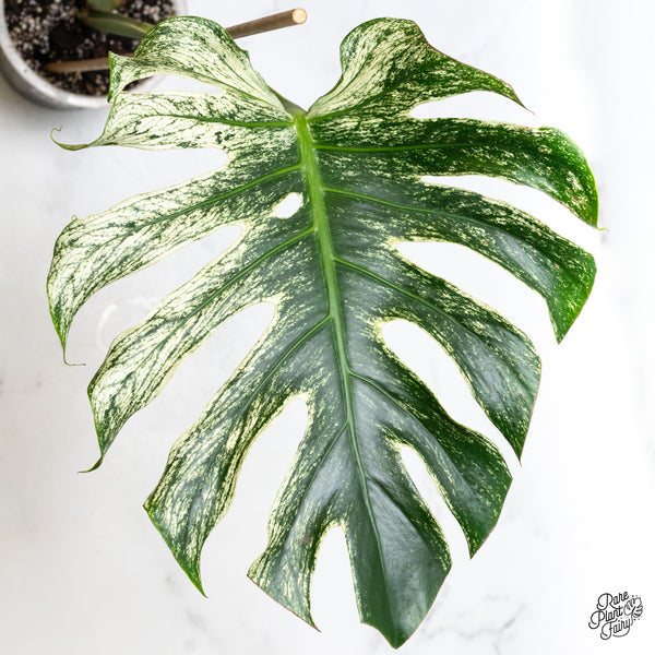 Monstera 'Devil Monster' (wk48-US)