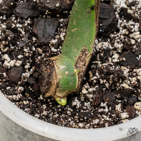 Monstera 'Devil Monster' (wk48-US)