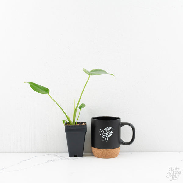 Monstera deliciosa 'Devil Monster' (wk9-UW)