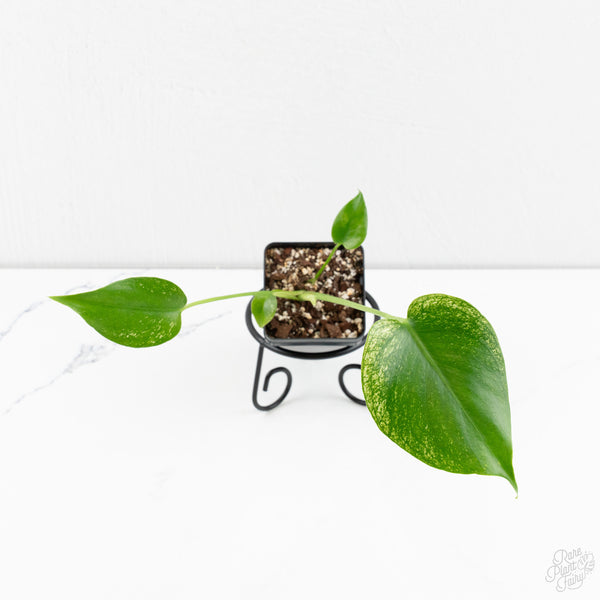 Monstera deliciosa 'Devil Monster' (wk9-UW)