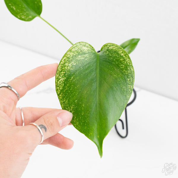 Monstera deliciosa 'Devil Monster' (wk9-UW)