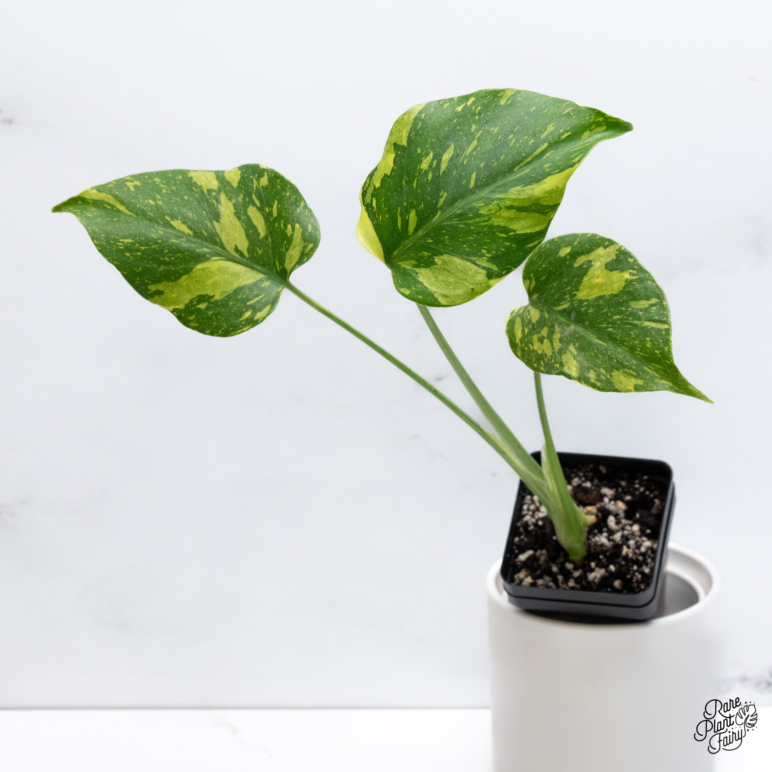 Monstera Deliciosa 'Electrolyte' (wk36-L) – Rare Plant Fairy
