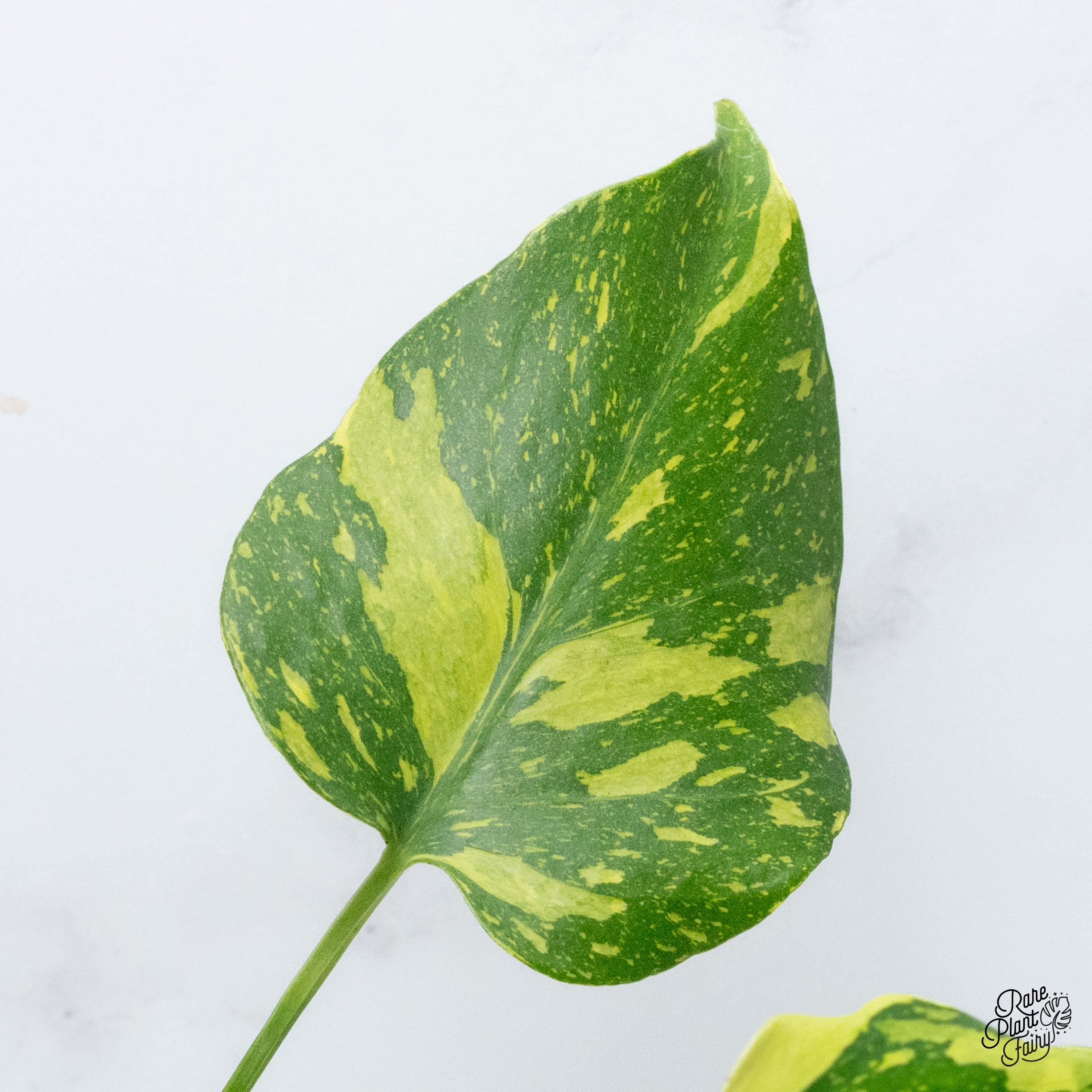 バ*け様 【珍希少】Monstera deliciosa Compact TOP Monstera Deliciosa 'Compacta' *Kunzo Lineage* *Grower's