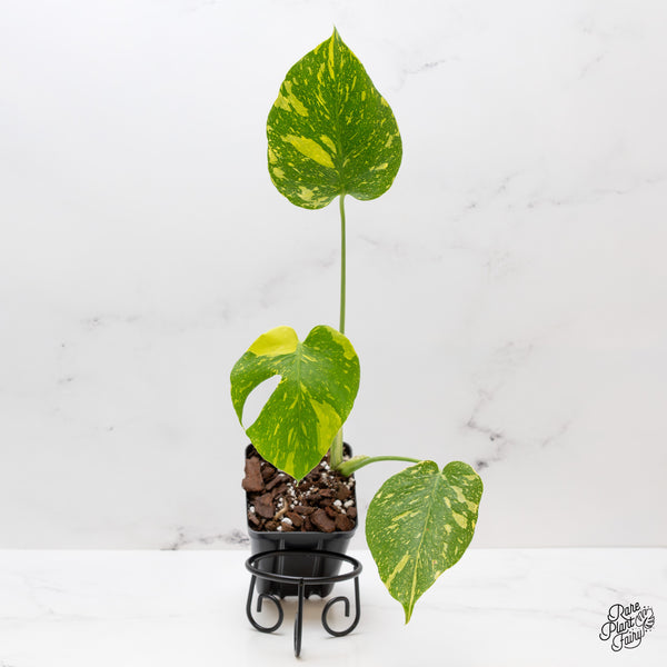 Monstera Deliciosa 'Electrolyte' (wk44-N)