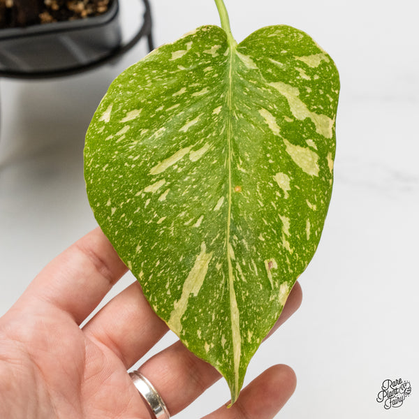 Monstera Deliciosa 'Electrolyte' (wk52-UK)