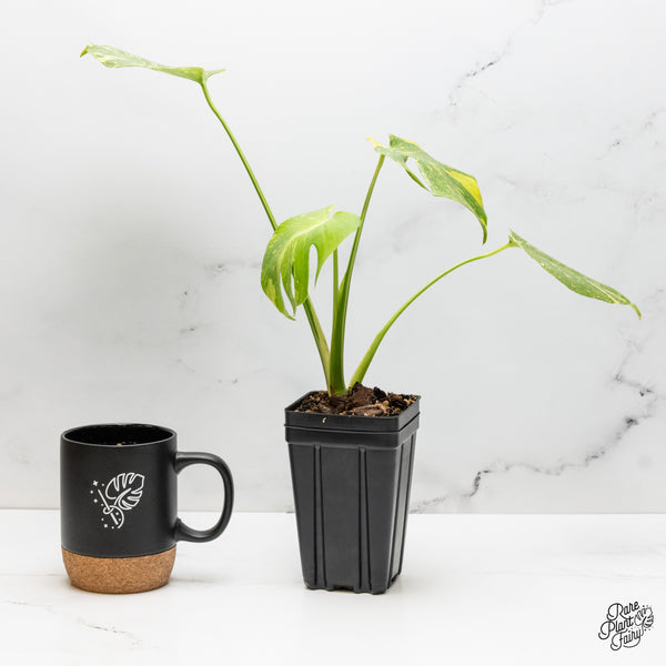 Monstera Deliciosa 'Electrolyte' (wk52-UK)