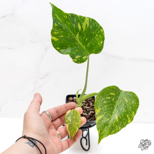 Monstera Deliciosa 'Electrolyte' (wk5-UF)