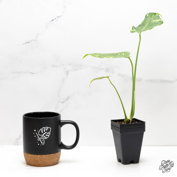 Monstera Deliciosa 'Electrolyte' (wk5-UF)