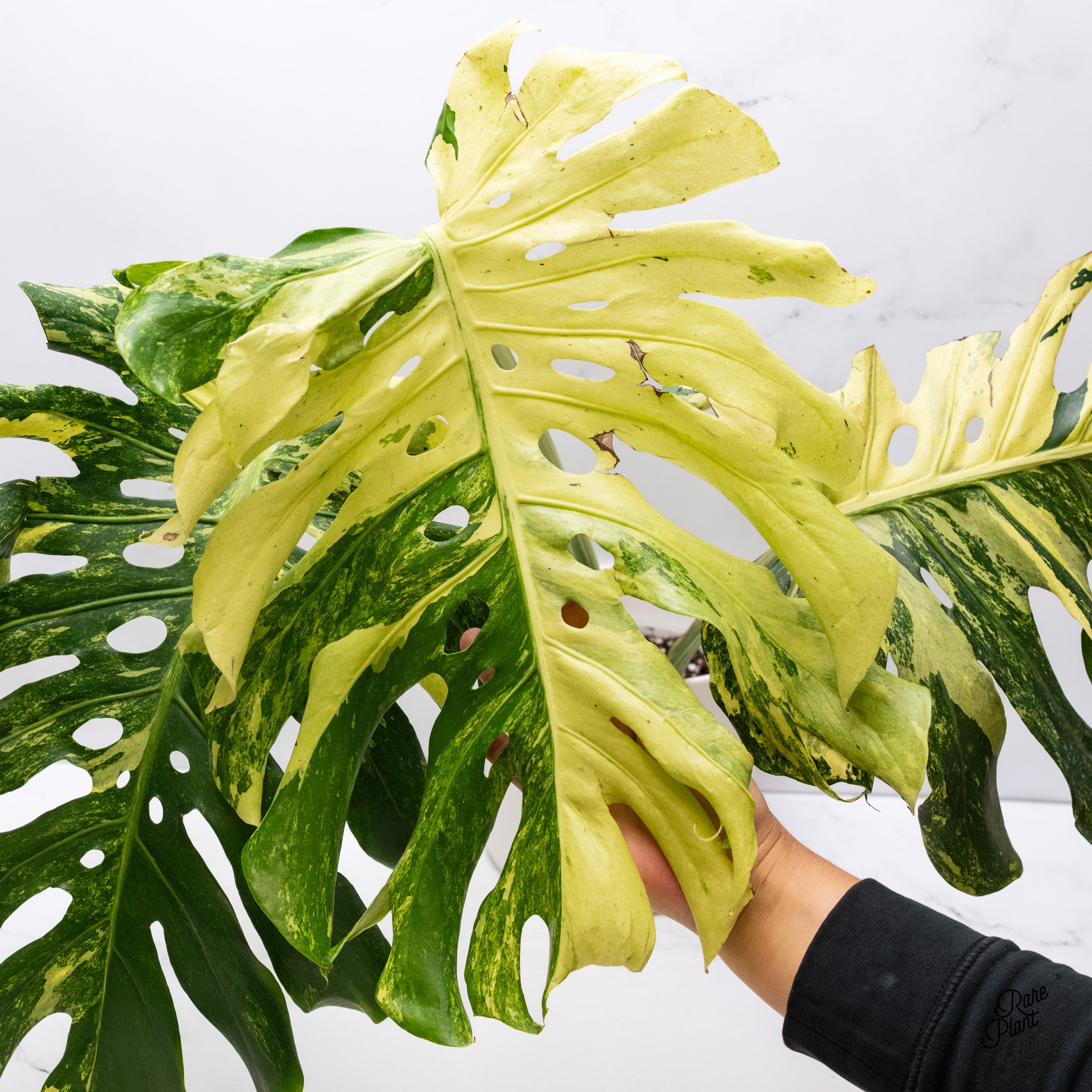バ*け様 【珍希少】Monstera deliciosa Compact TOP Monstera Deliciosa 'Masterpiece' (wk40-N) – Rare Plant Fairy
