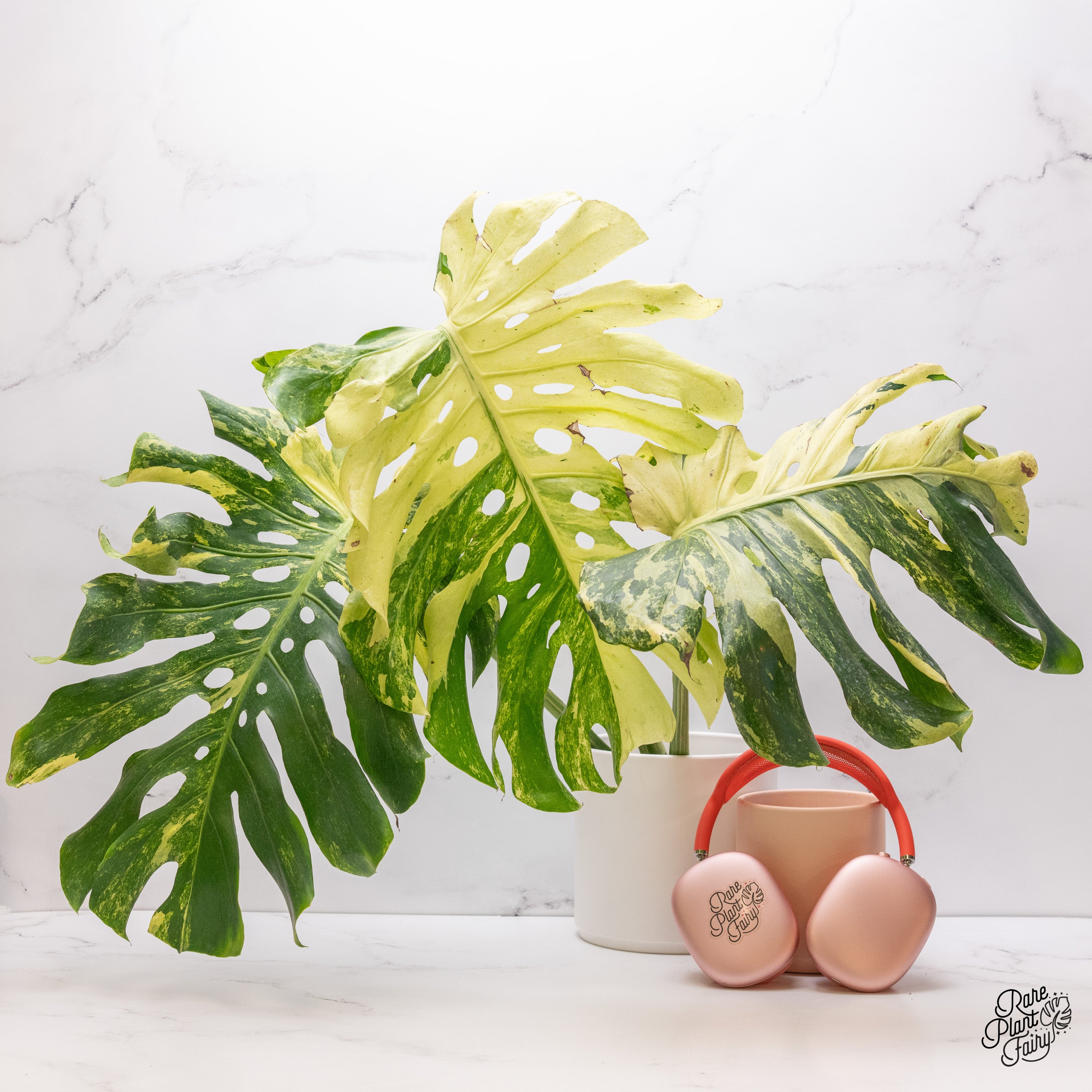 バ*け様 【珍希少】Monstera deliciosa Compact TOP 🟥SOLD🟥thank you 🌱🌱🌱New arrivals 🌱🌱🌱 Monstera