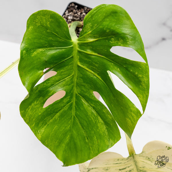 Monstera Deliciosa 'White Monster' by Kunzo (wk48-UV)