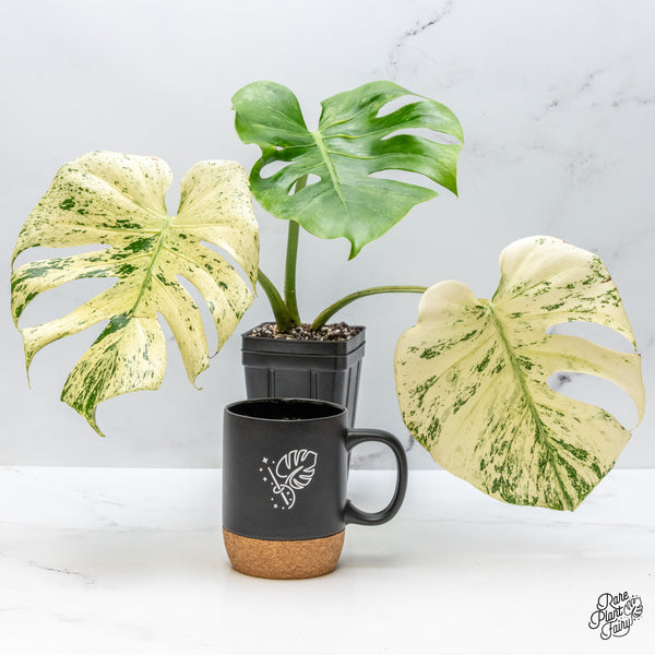 Monstera Deliciosa 'White Monster' by Kunzo (wk48-UV)