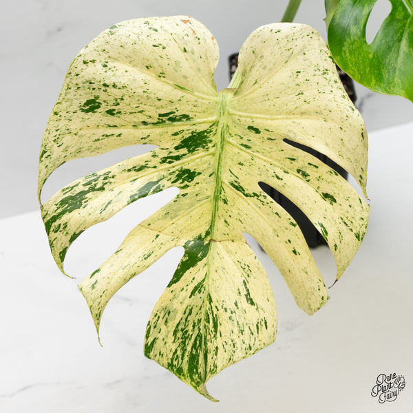 Monstera Deliciosa 'White Monster' by Kunzo (wk48-UV)