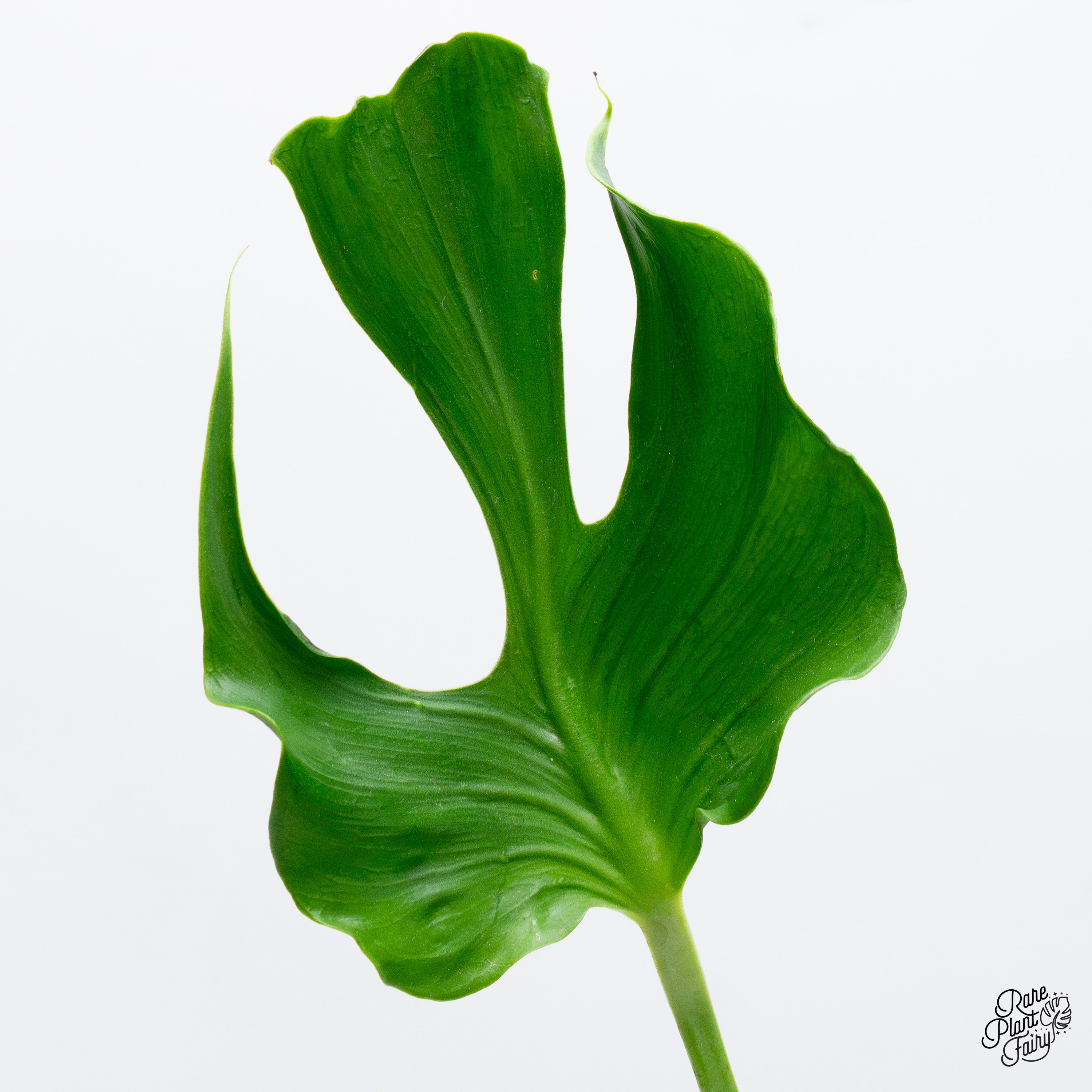 Monstera Unniiae モンステラ デリシオーサ ウンニアエ Monstera