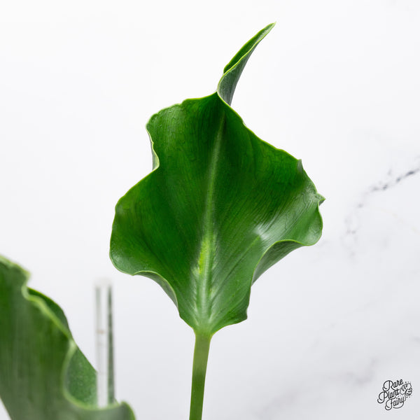 Monstera Deliciosa 'Unniiae' (wk43-L)