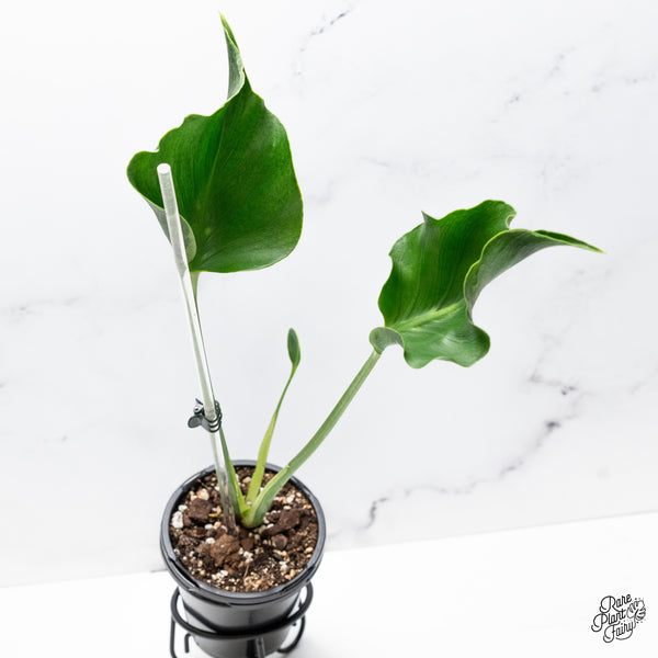 Monstera Deliciosa 'Unniiae' (wk43-L)