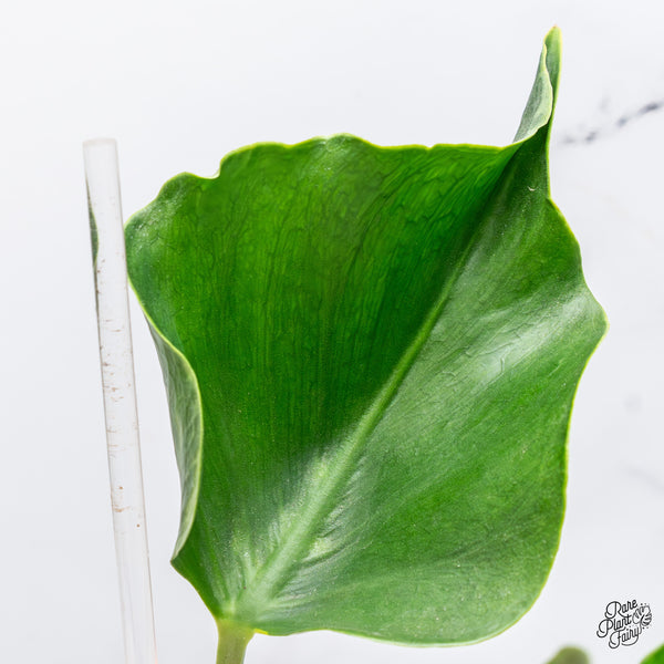 Monstera Deliciosa 'Unniiae' (wk43-L)