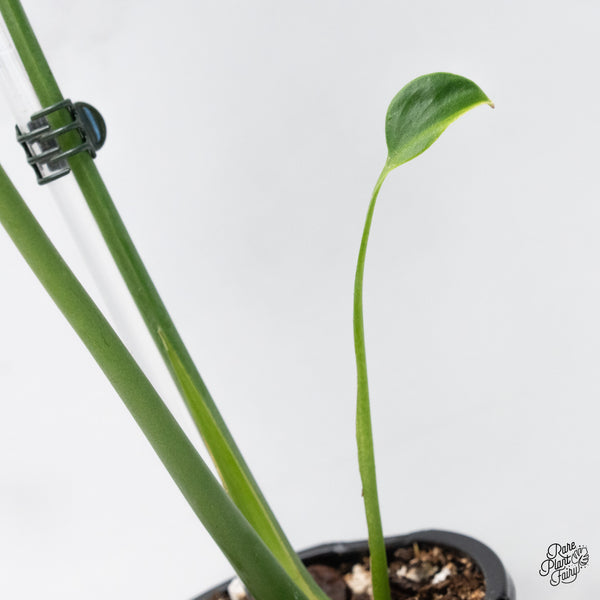 Monstera Deliciosa 'Unniiae' (wk43-L)