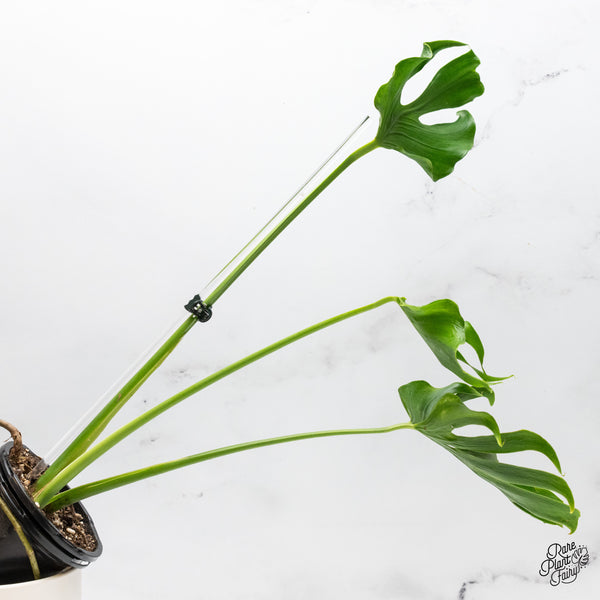 Monstera Deliciosa 'Unniae' (wk48-UR)