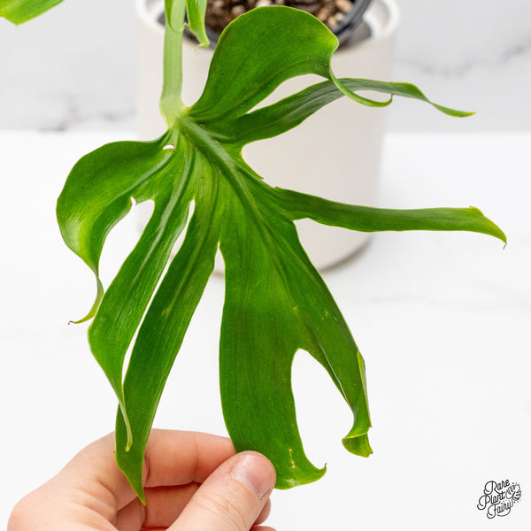 Monstera Deliciosa 'Unniae' (wk48-UR)