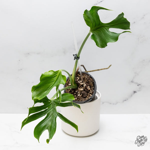Monstera Deliciosa 'Unniae' (wk48-UR)