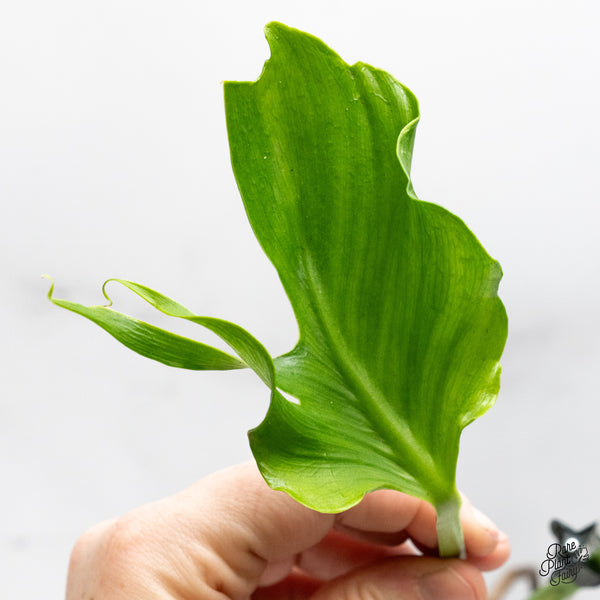 Monstera Deliciosa 'Unniae' (wk48-UR)