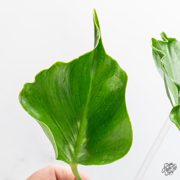 Monstera Deliciosa 'Unniiae' (wk51-UB)