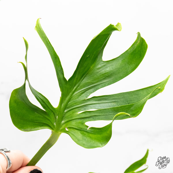 Monstera Deliciosa 'Unniiae' (wk4-UD)
