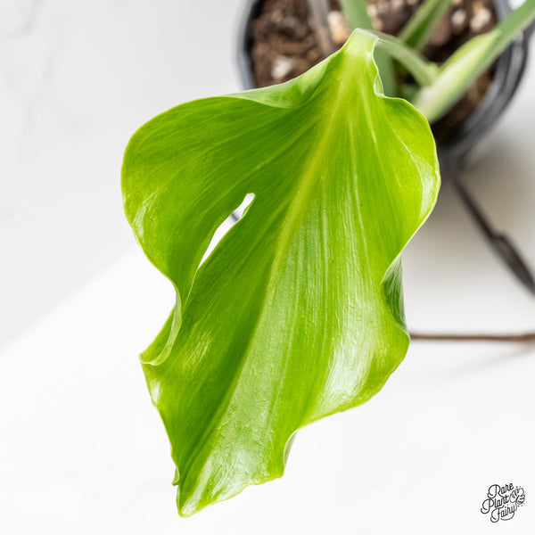 Monstera Deliciosa 'Unniiae' (wk4-UD)