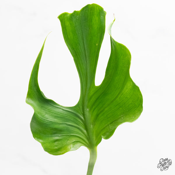 Monstera Deliciosa 'Unniiae' (wk4-UD)