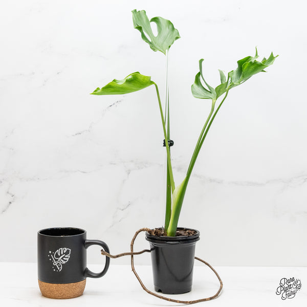 Monstera Deliciosa 'Unniiae' (wk4-UD)