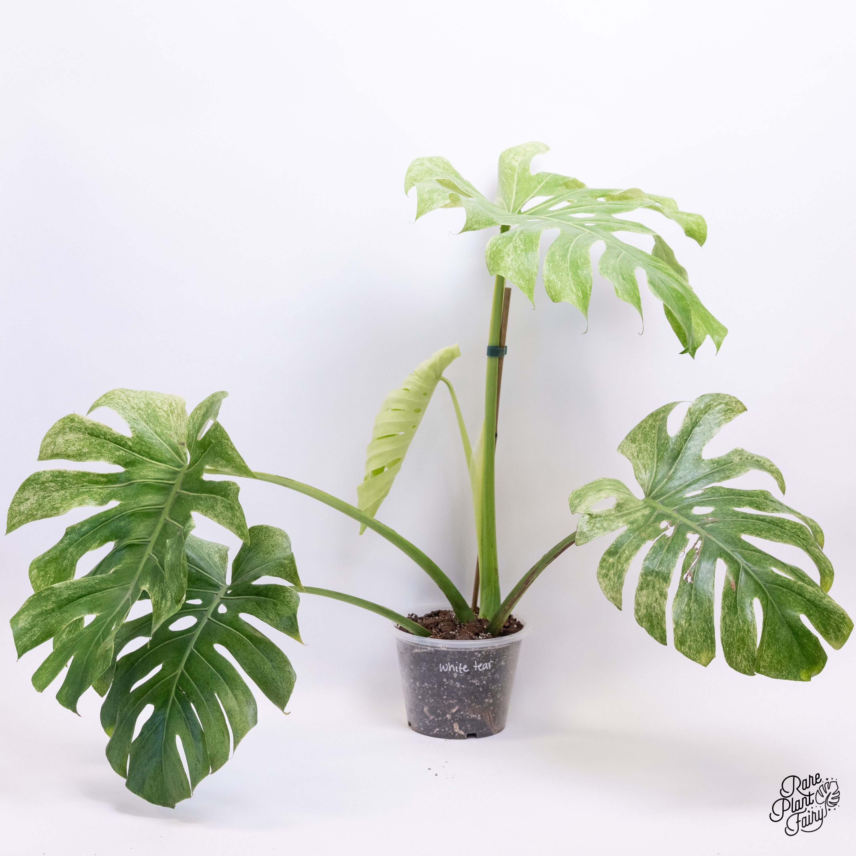 【珍希少】Monstera deliciosa Compact TOP↑cut✂︎ Monstera Deliciosa Compacta 'dwarf Monstera' | Free Phyto