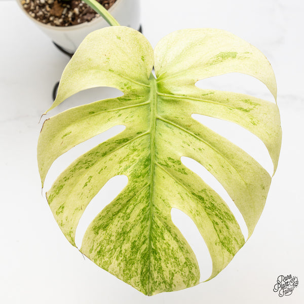 Monstera 'White Tear' (wk47-UB)