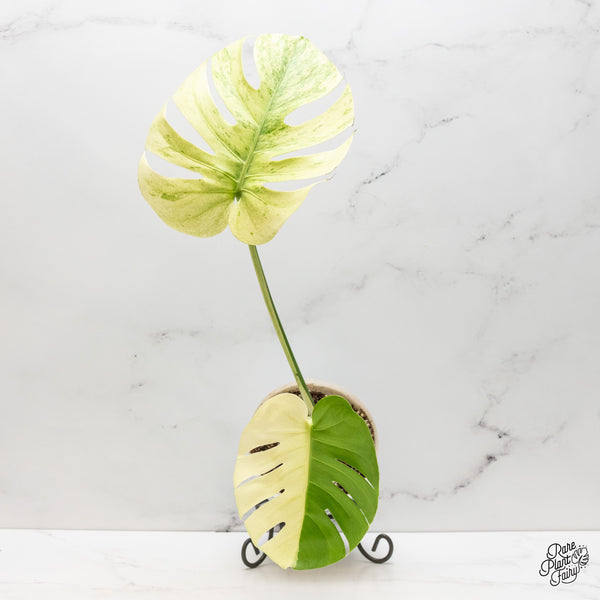 Monstera 'White Tear' (wk47-UB)