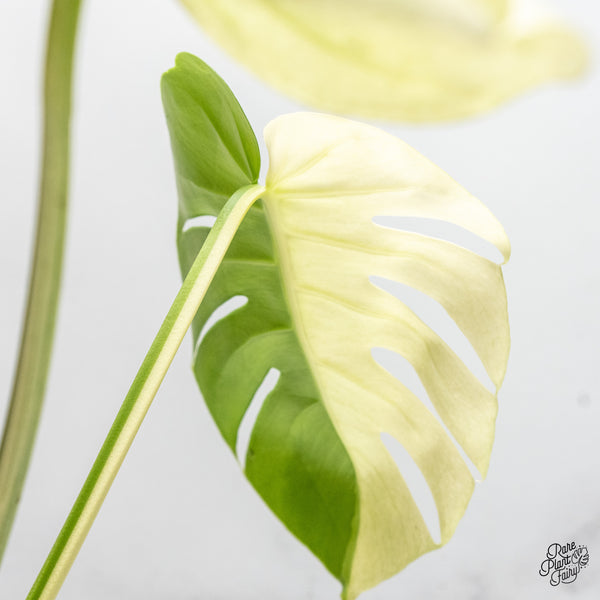 Monstera 'White Tear' (wk47-UB)