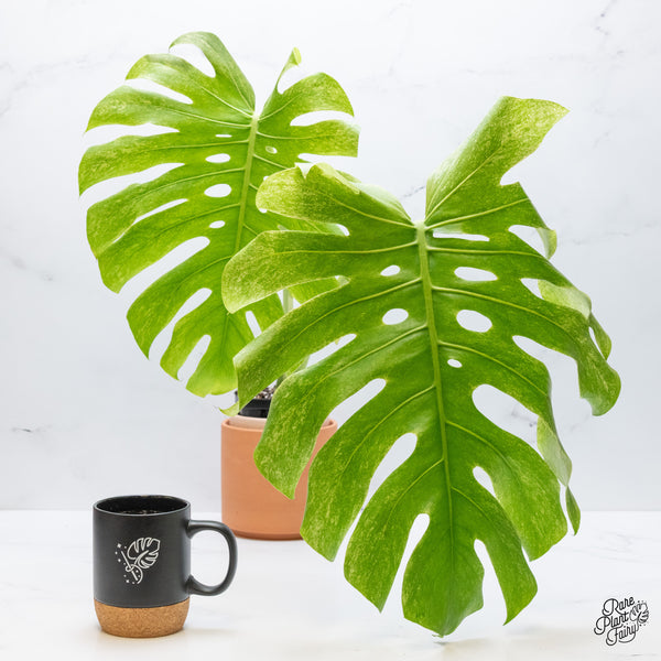 Monstera 'White Tear' (wk48-UU)