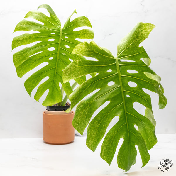 Monstera 'White Tear' (wk48-UU)