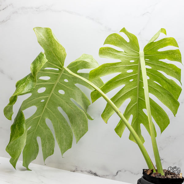 Monstera 'White Tear' (wk48-UU)