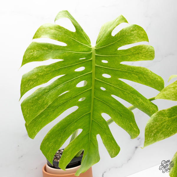 Monstera 'White Tear' (wk48-UU)