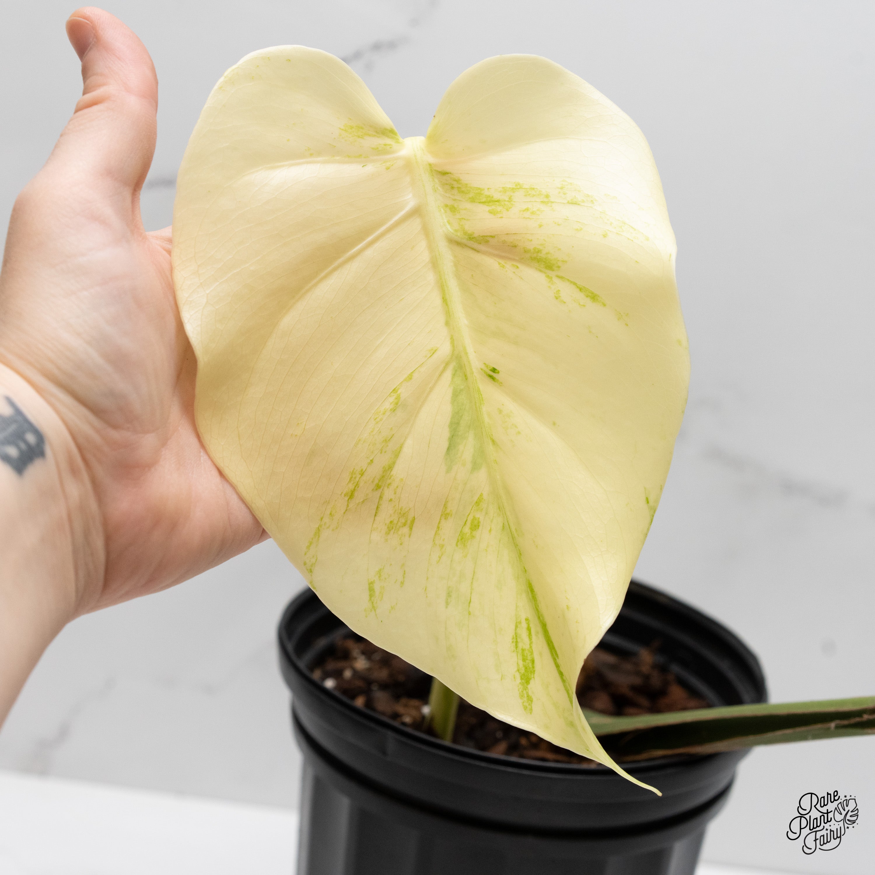 Monstera deliciosa 'White Tear' (wk2-UG) – Rare Plant Fairy