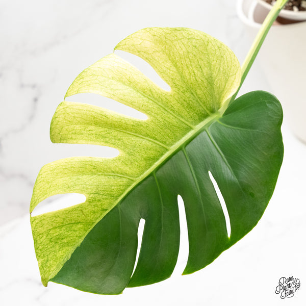 Monstera Deliciosa 'White Tear' (wk4-UJ)