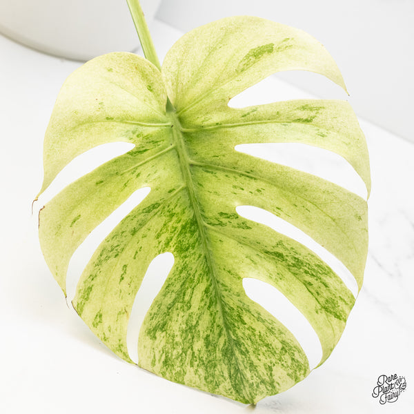 Monstera Deliciosa 'White Tear' (wk4-UJ)